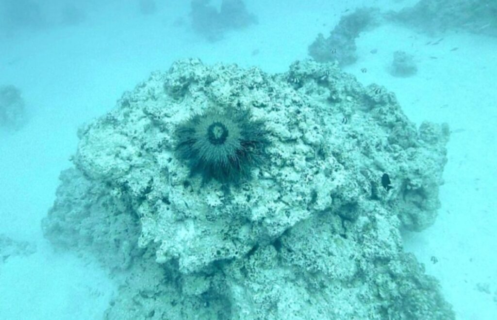 Crown of Thorns Starfish