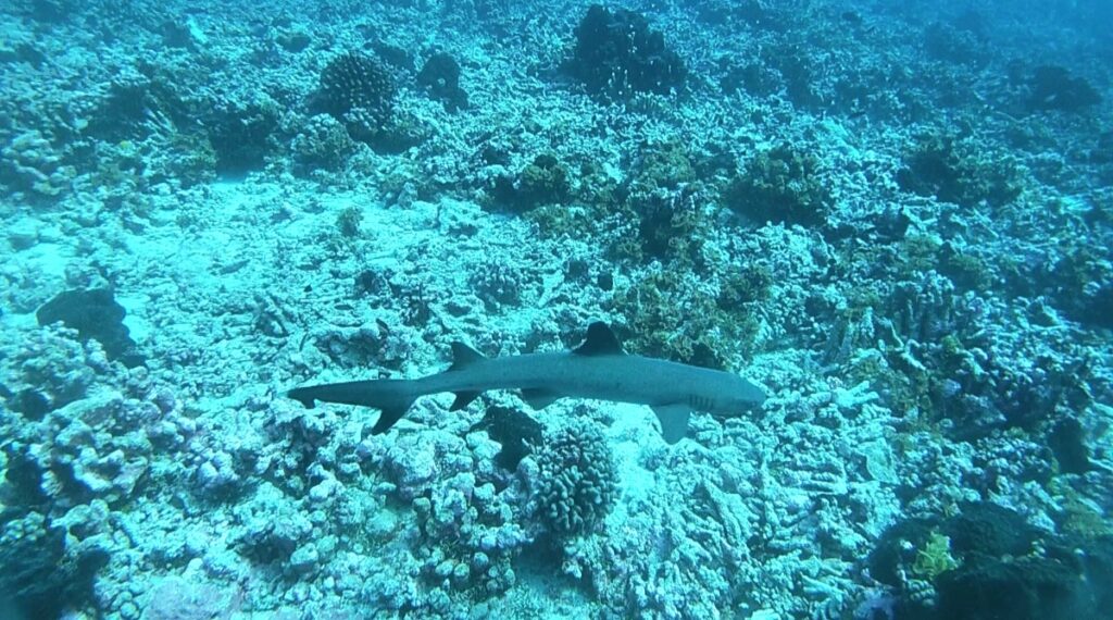 shark in Fakarava south pass, diving, best of French Polynesia