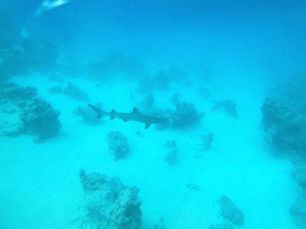 shark in Fakarava