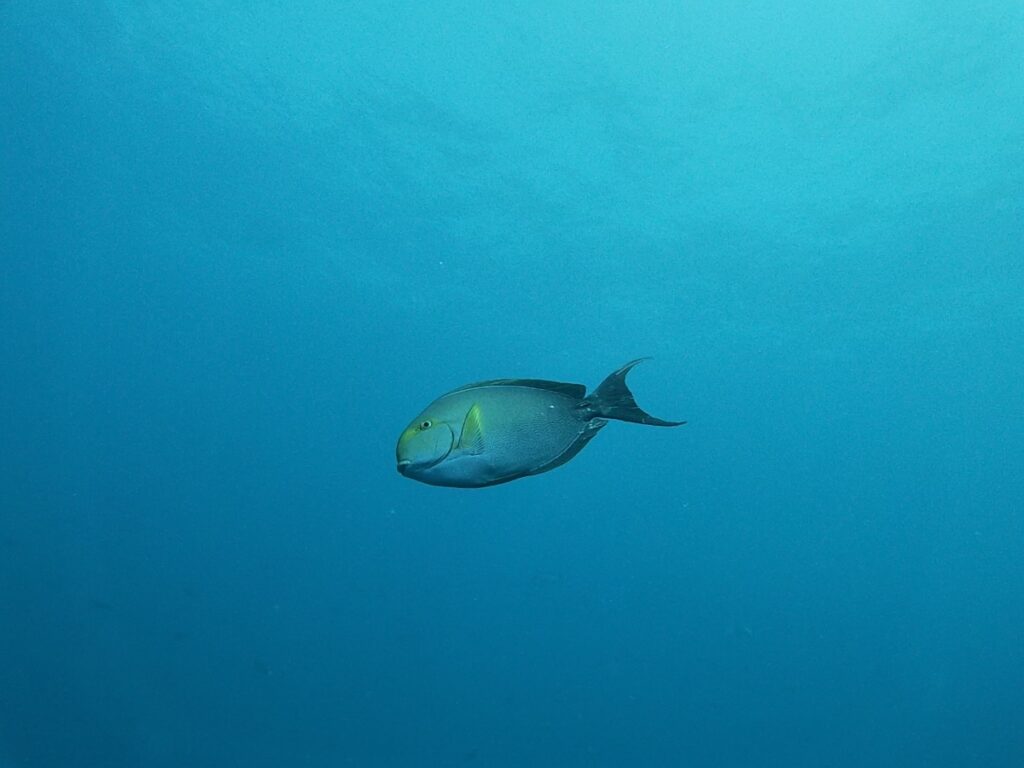 fish in Fakarava