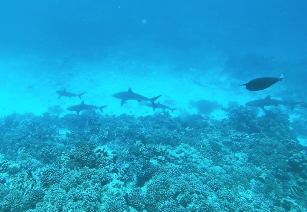 Diving in Fakarava