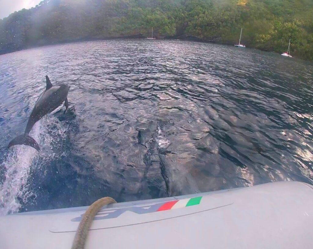 spinner dolphin leaping in Tahuata, one of our favorite marine encounters in French Polynesia