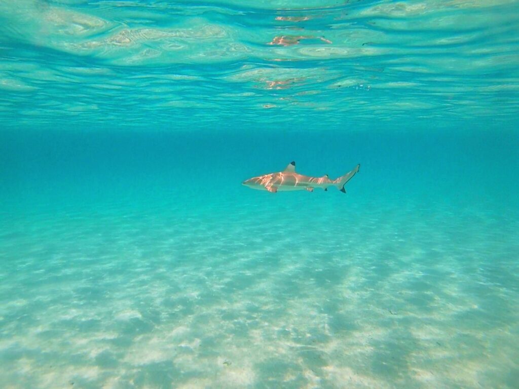 Black tip shark in azure water, French Polynesia