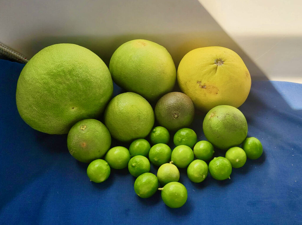 citrus fruit, grapefruit, oranges, limes