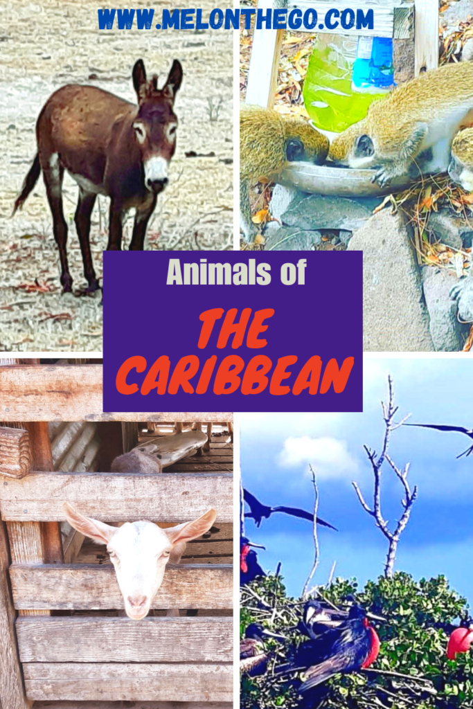 Animals of the Caribbean Donkey, Goats, Monkeys