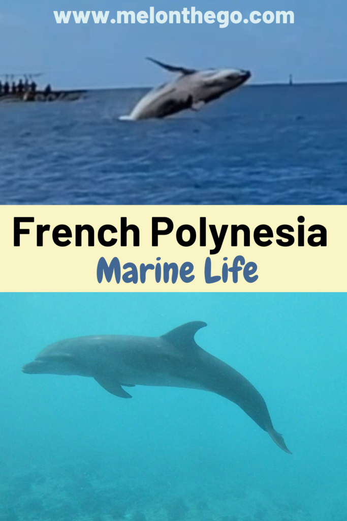 French Polynesia Marine Life pin