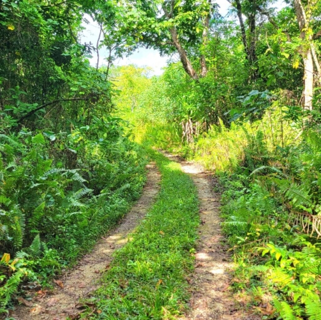 Hiking trail through some woods, Niue