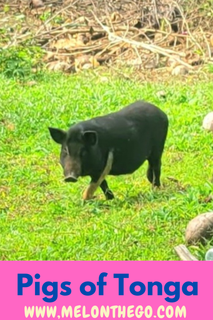 black pig, pigs, Tonga, Pin