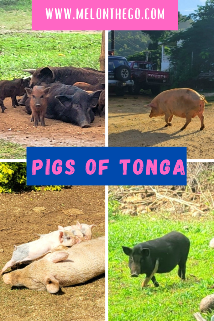 Pigs of Tonga Pin