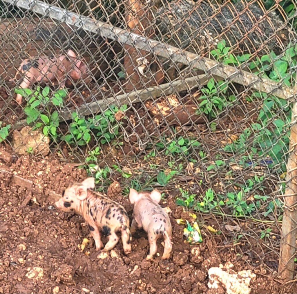 piglets, Tonga