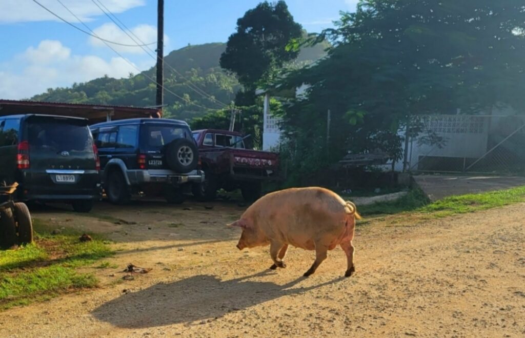 Fat pig, Tonga