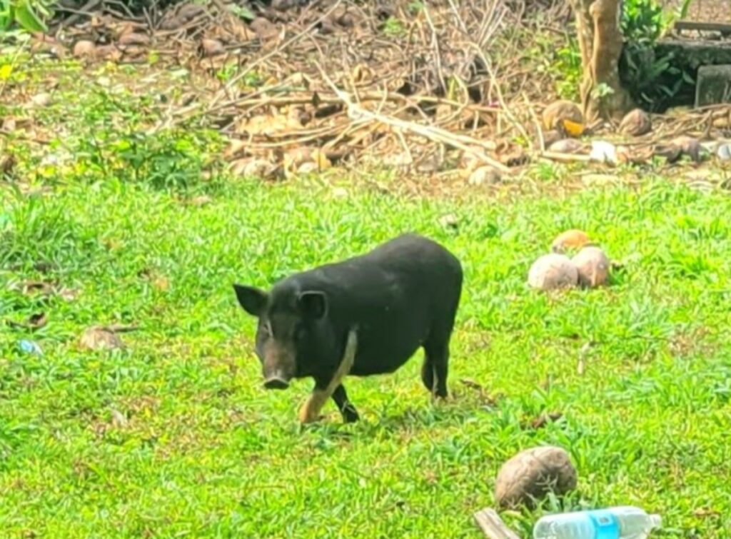 pig, Vavau, Tonga