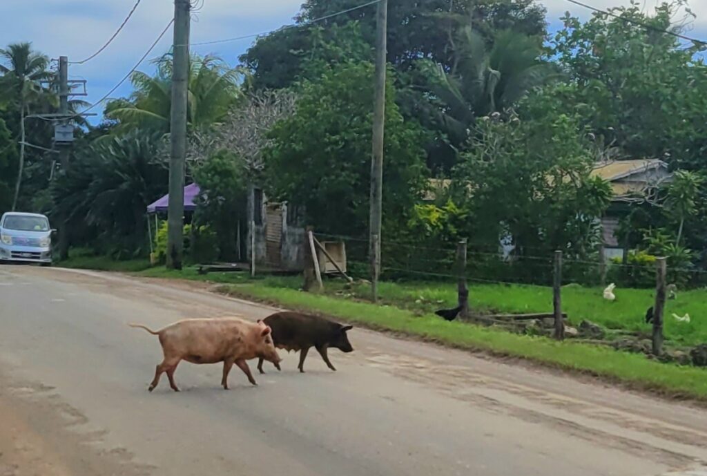 Pig crossing