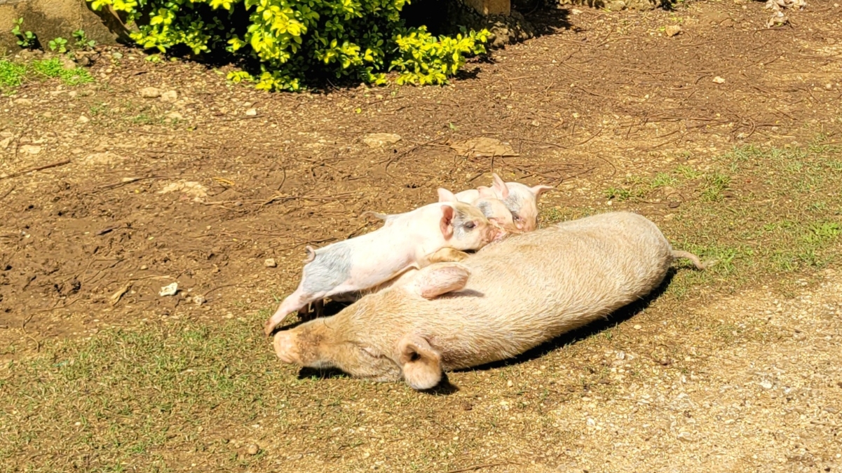 Nursing piglets