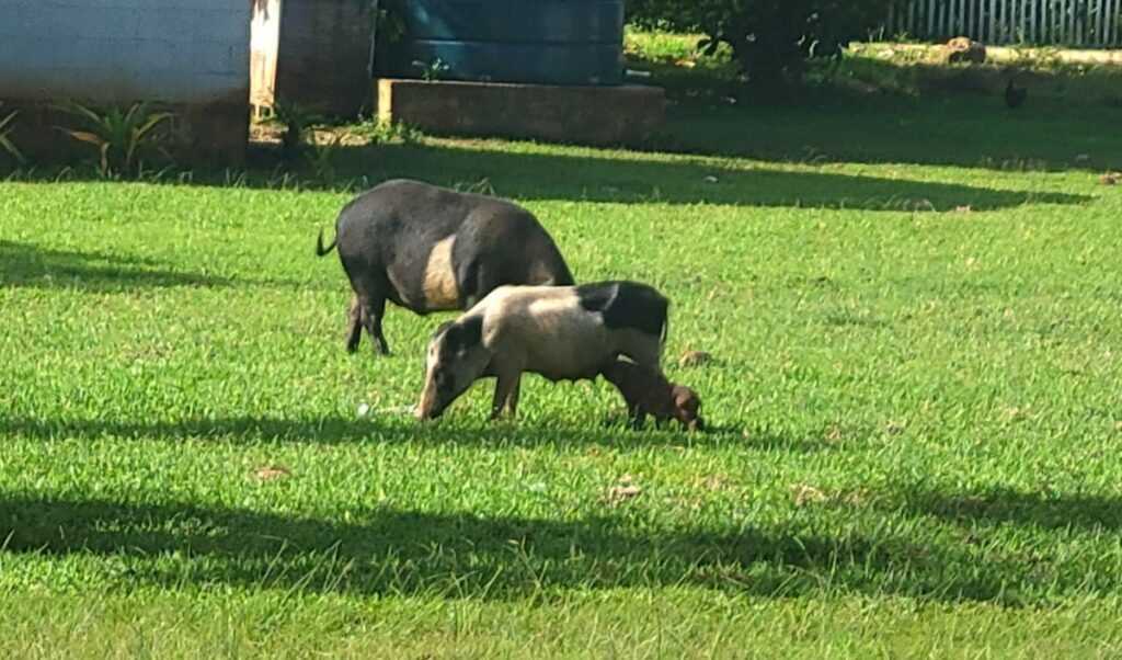 Pigs in Tonga