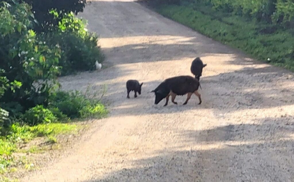 Pigs crossing the road, Tonga