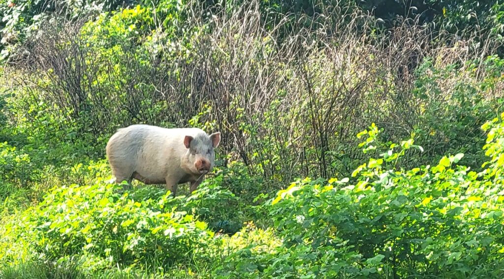 Pig, Tonga