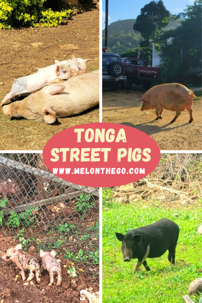 Pin Pigs of Tonga