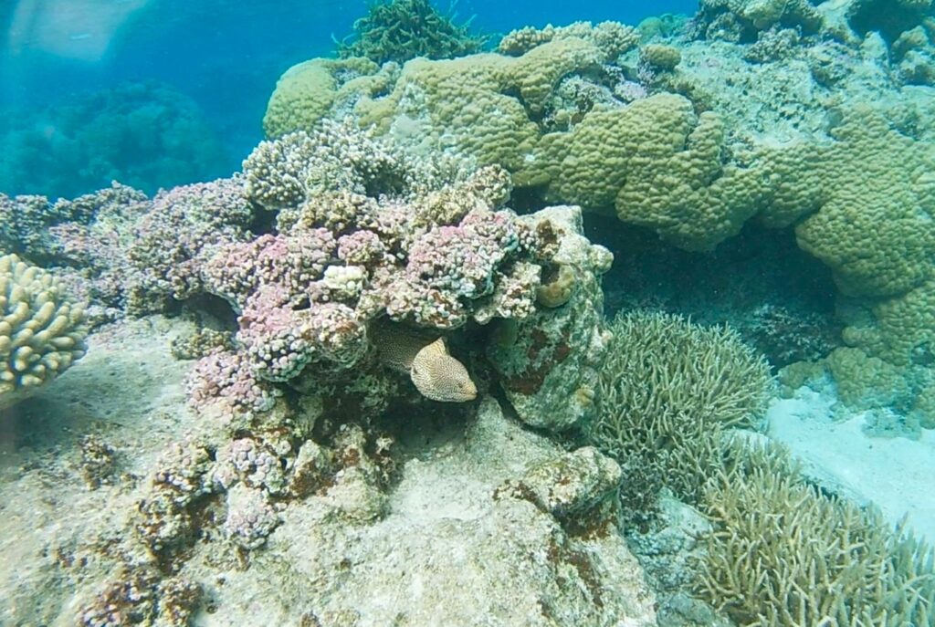 Eel snorkeling in Tonga