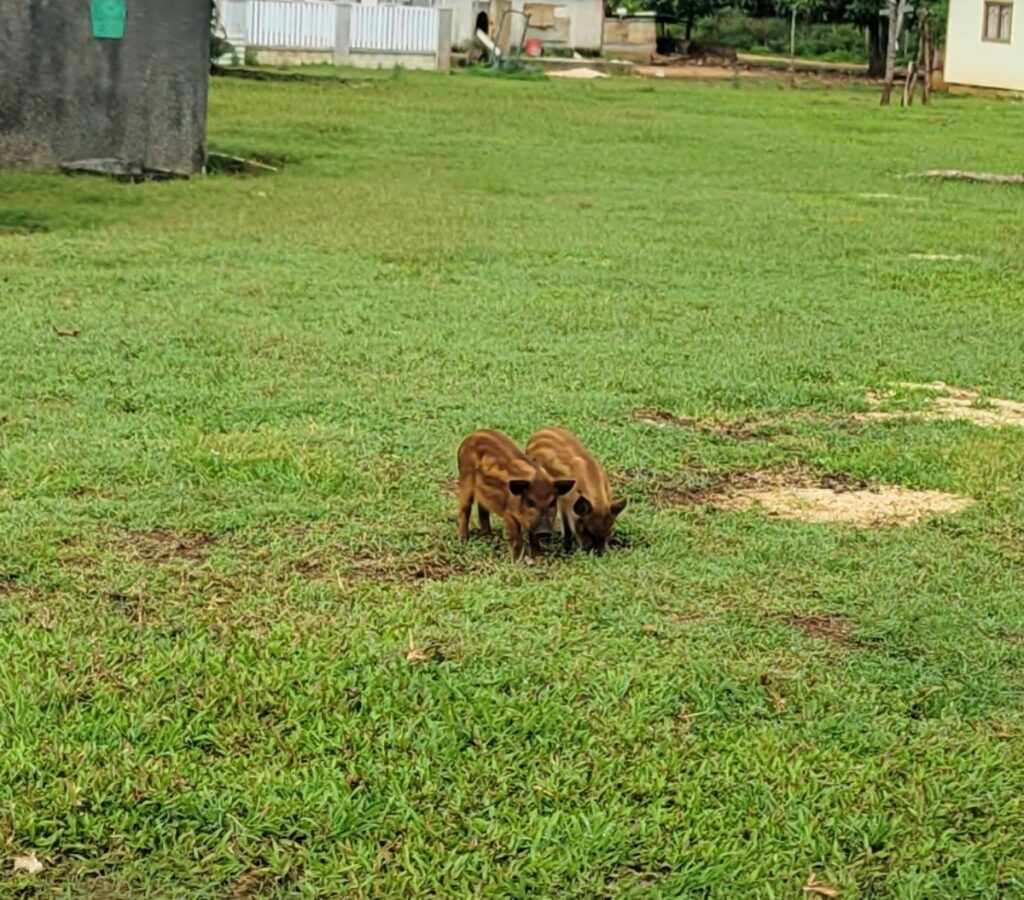 piglets in Tonga