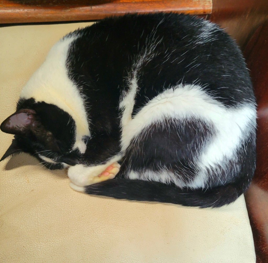 Domino cat curled up in a ball