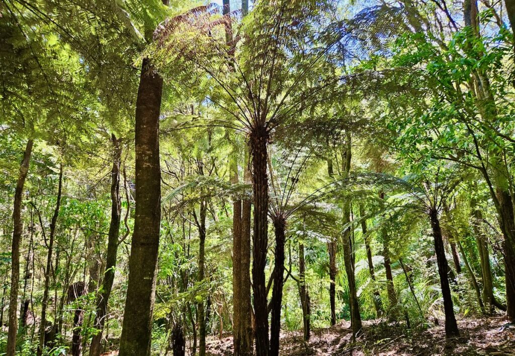 Kauri Park Whangarei