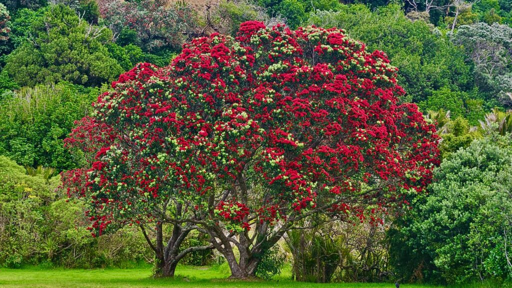 Pohutukawa New Zealand Christmas tree, red flowers