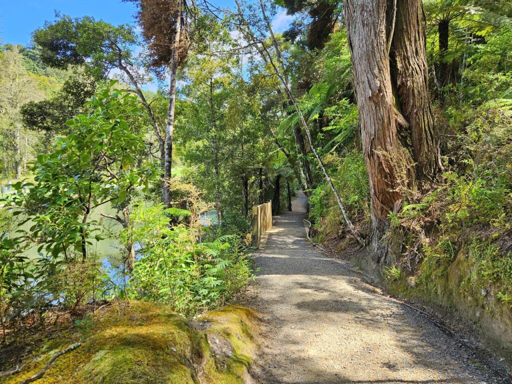 Riverfront trail Whangarei, tree lined path