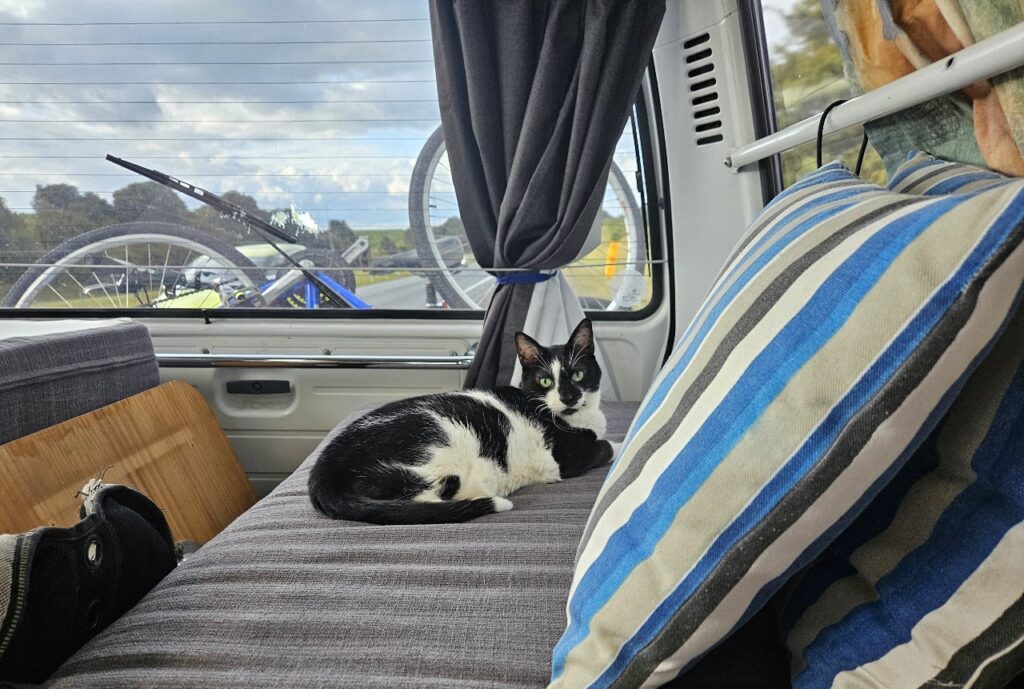 Domino the tuxedo cat sitting on a sofa in the van