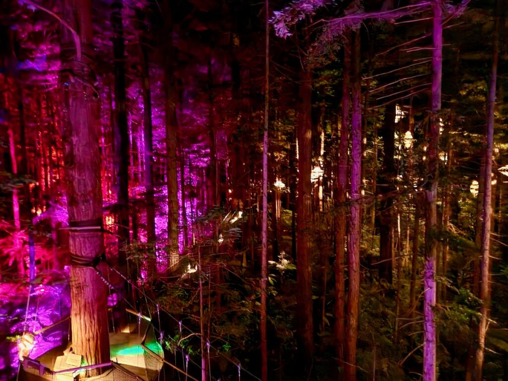 Redwoods nightlights, trees, Rotorua