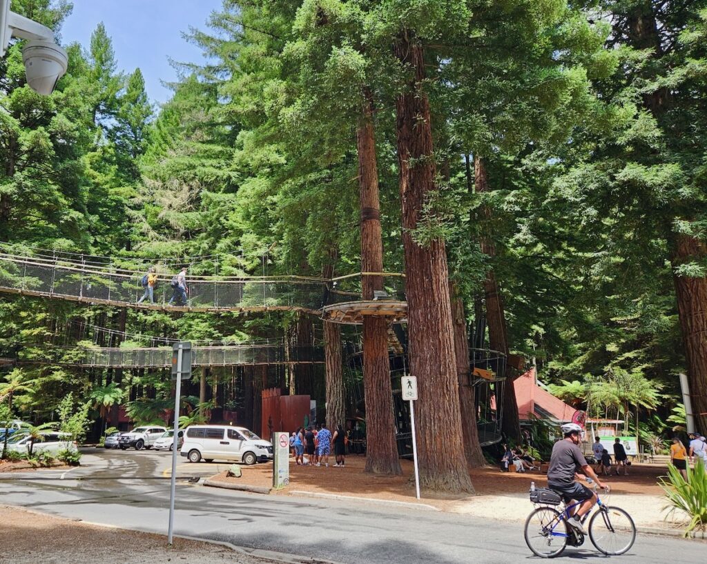 mountain biking, Redwoods, Rotorua