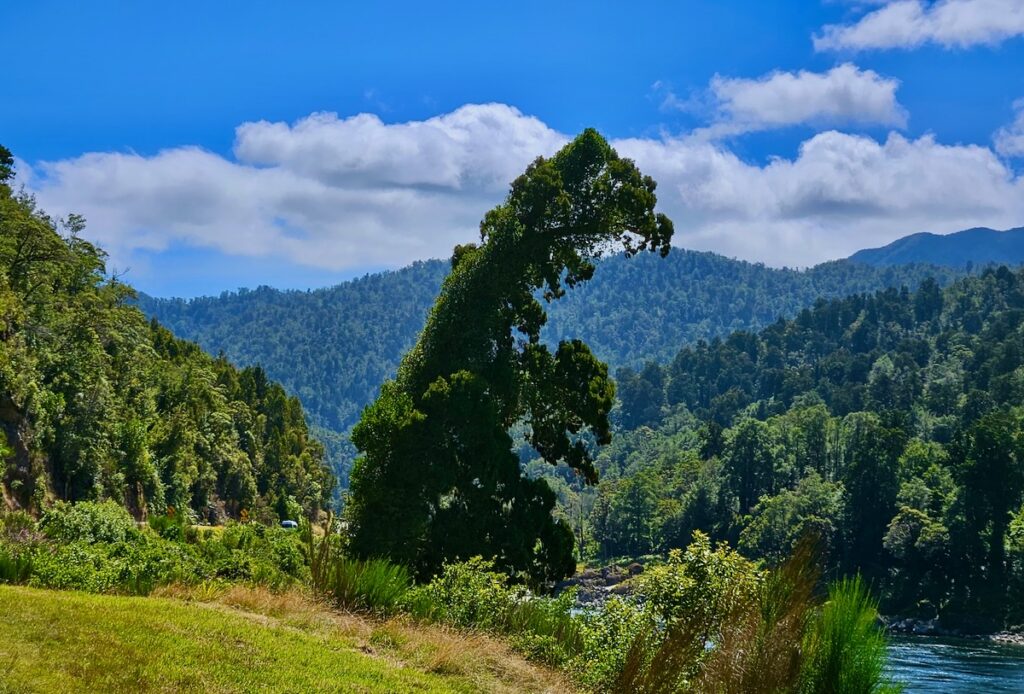 Tree shaped like a dinosaur, New Zealand