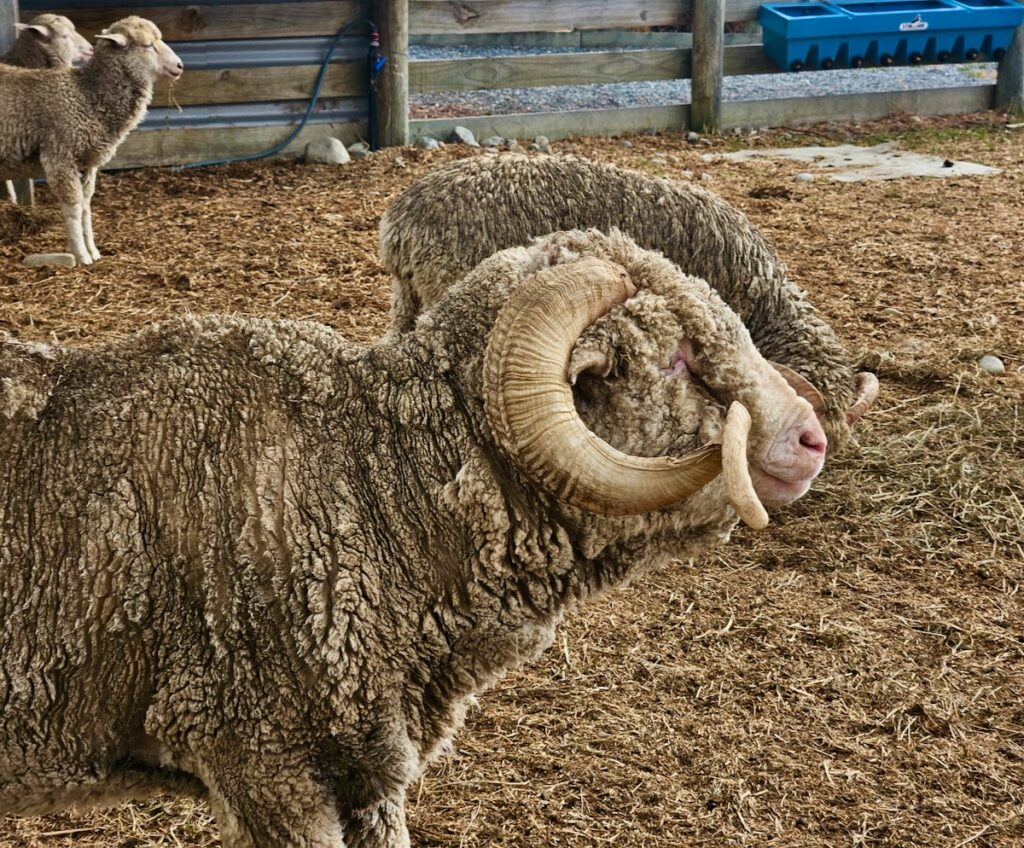 Wooly ram