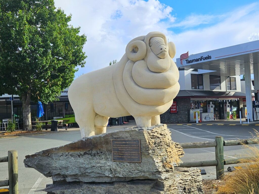 Omarama sheep on our New Zealand road trip route