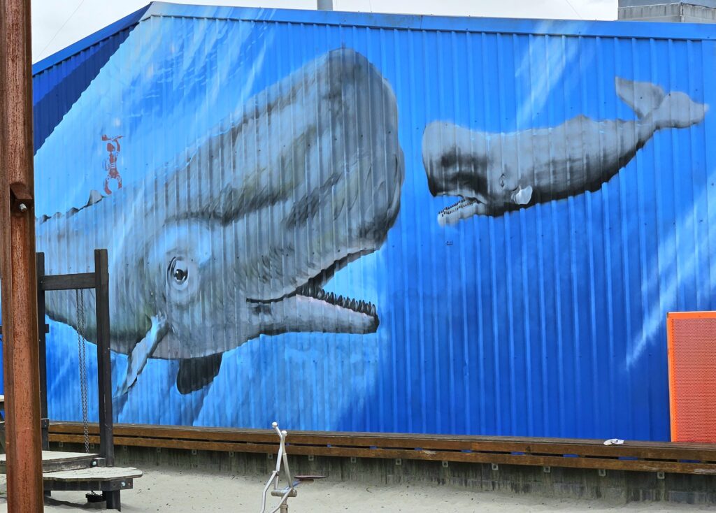 hammerhead sharks, mural street art in New Zealand's north island