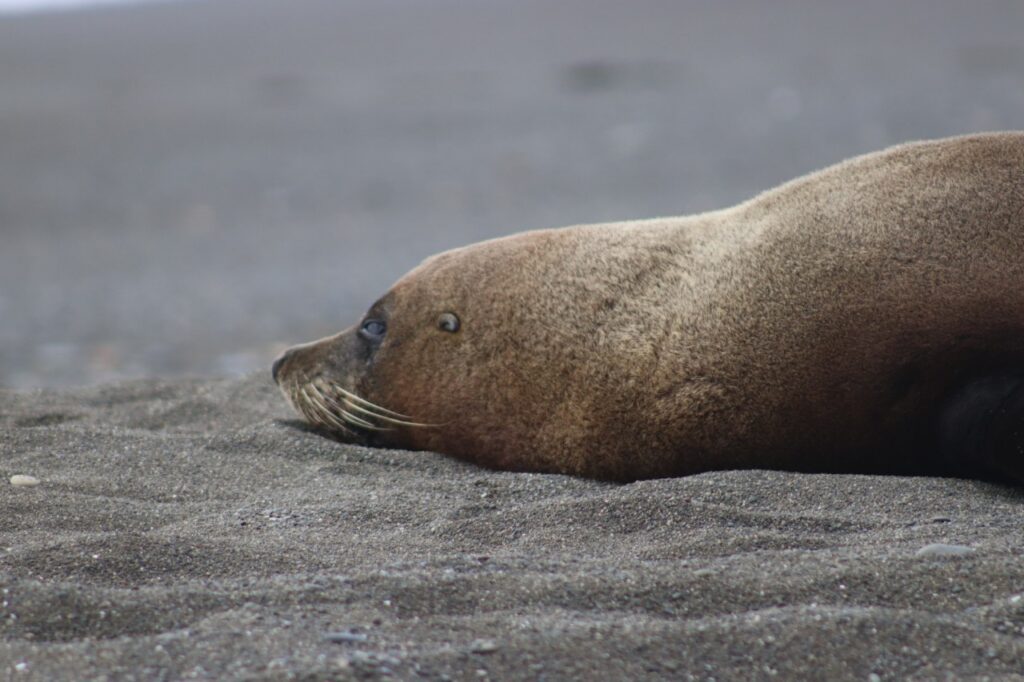 Seal on the beach