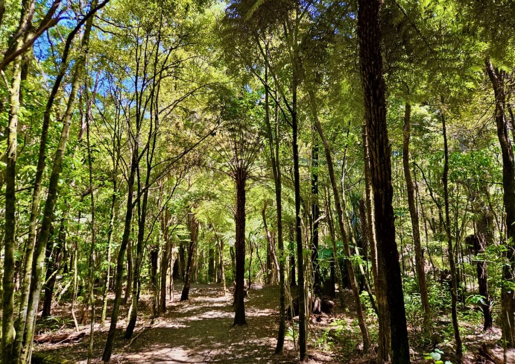 hiking in New Zealand Kauri Forest