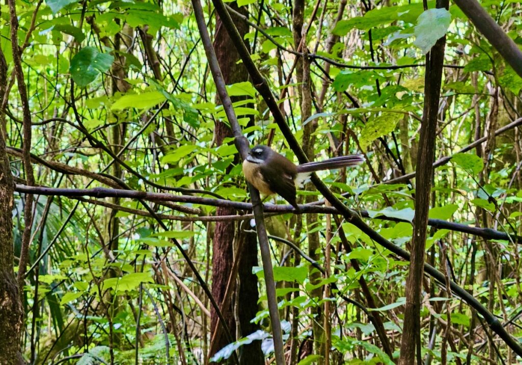 New Zealand fantail bird