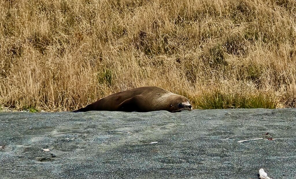 fur seal on beach