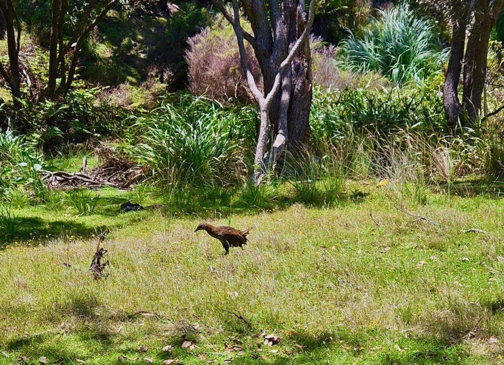 weka, New Zealand bird