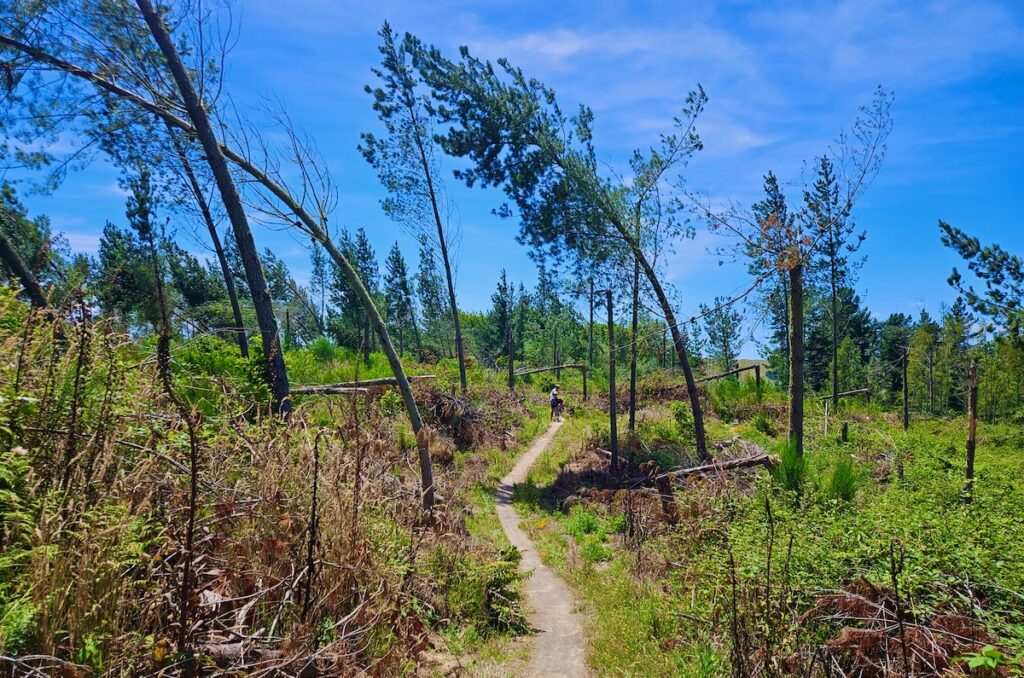 cycling in Taupo Mountain bike park