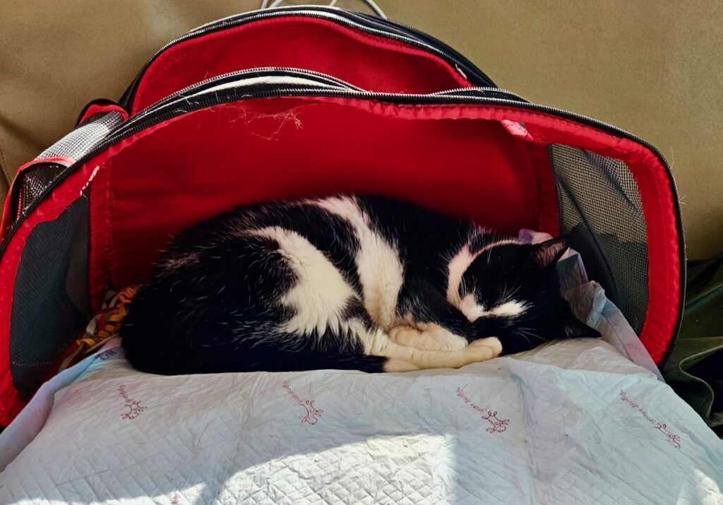 black and white cat sleeping in carrier