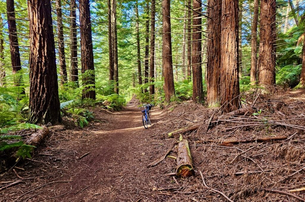 redwood forest, biking in New Zealand, Taupo