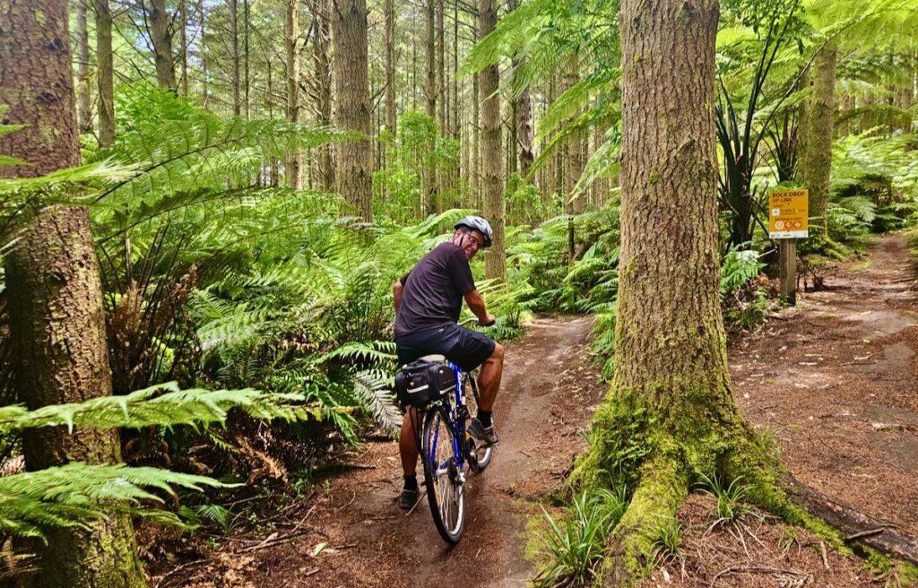 mountain biking through redwood forest