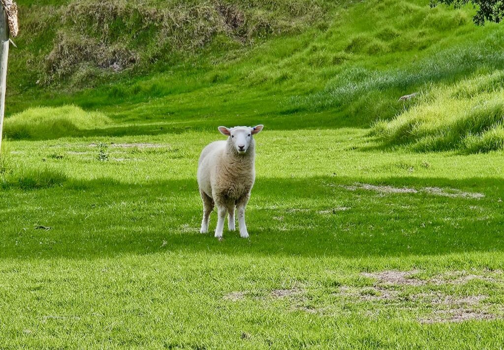 sheep on grass