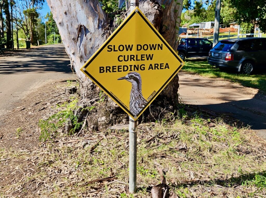 Curlew Breeding sign