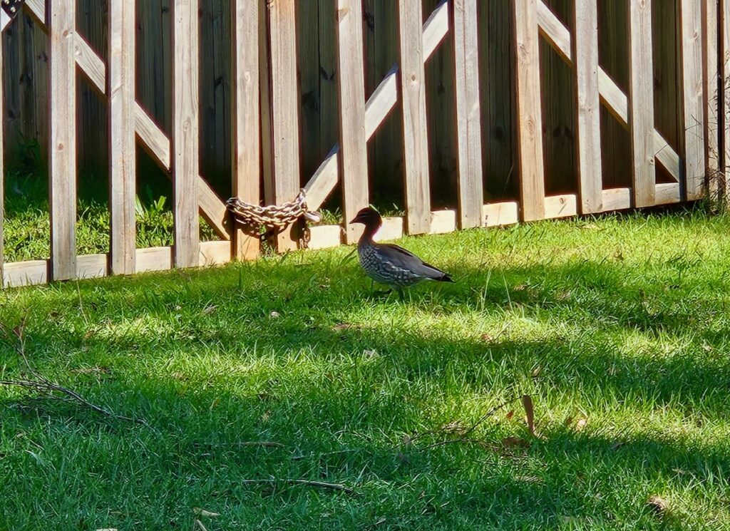 Curlew Bird