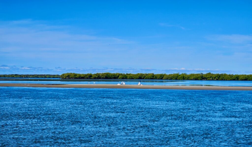 sand bar, pelicans, Gold Coast