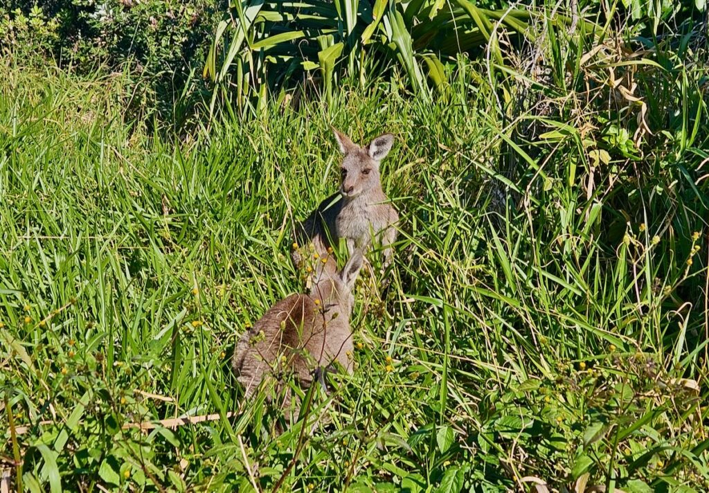 kangaroos, North Stradbroke Island, Australia