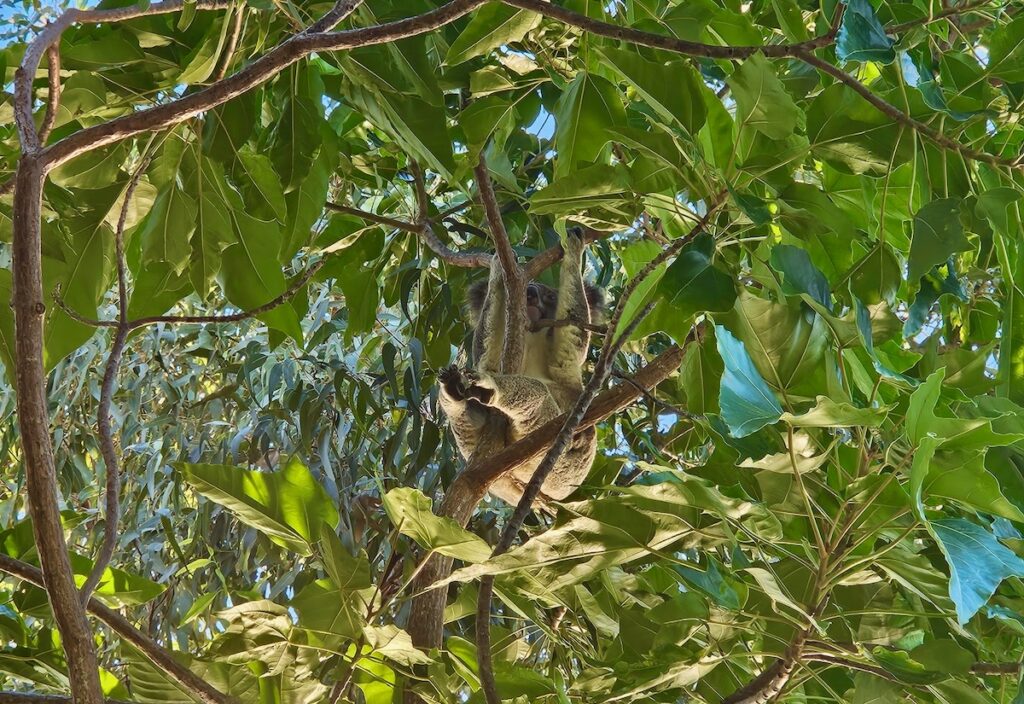 koala in a tree, Australia